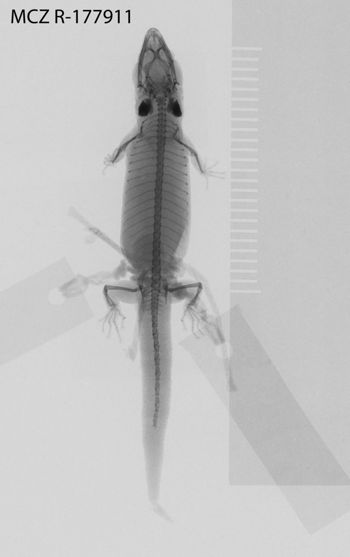 Media type: image;   Herpetology R-177911